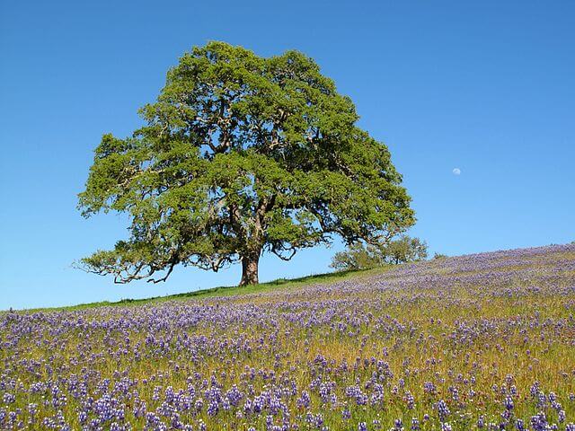 640px-Oak tree with moon and wildflowers